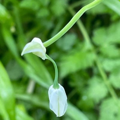 Allium paradoxum — flower