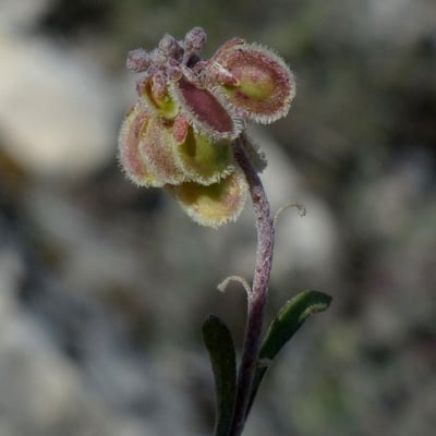 Clypeola jonthlaspi — flower