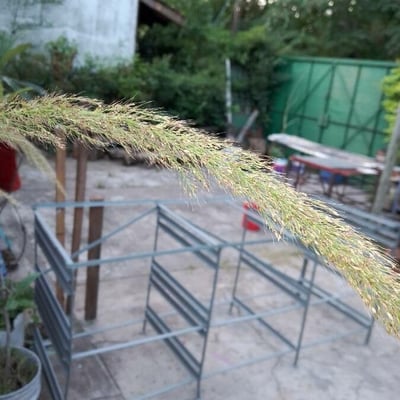 Setaria palmifolia — flower