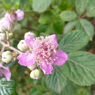 Rubus ulmifolius — flower