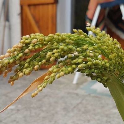 Panicum miliaceum — flower