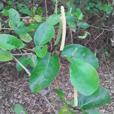 Piper tuberculatum — flower