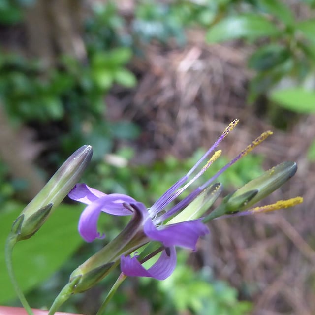 Prenanthes purpurea — flower