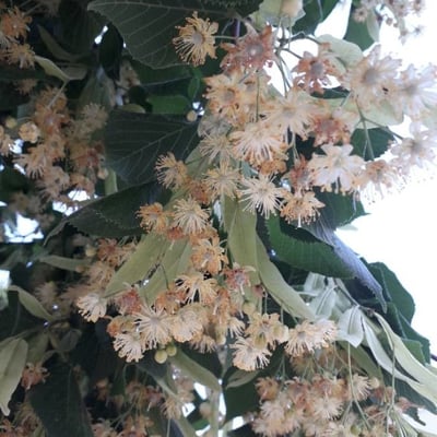 Tilia platyphyllos — flower