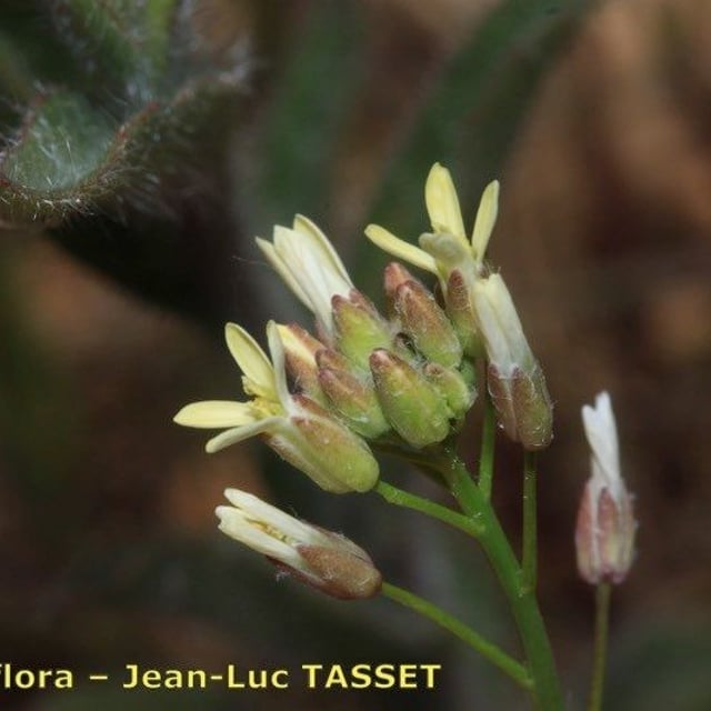 Camelina microcarpa — flower