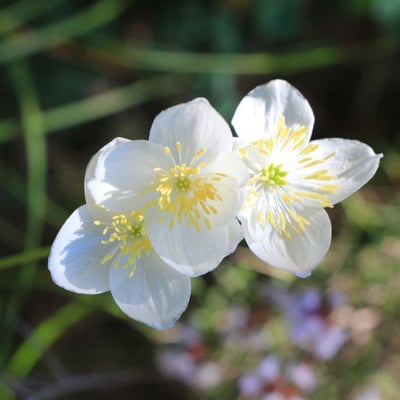 Thalictrum tuberosum — flower