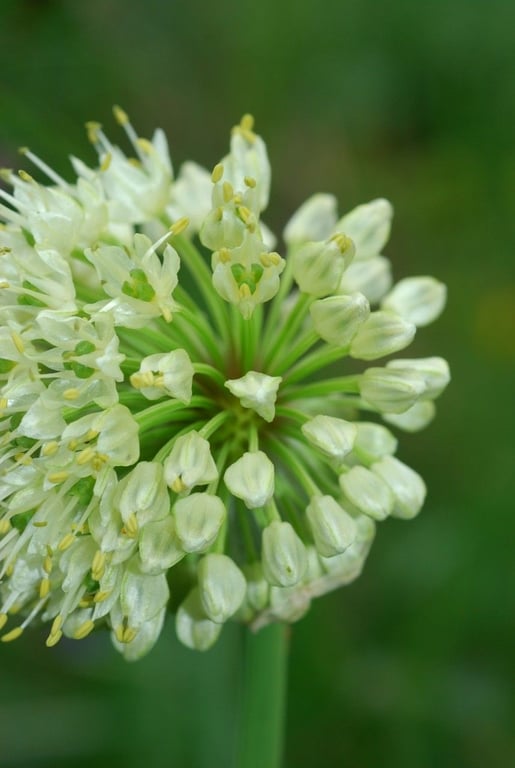 Alpine leek