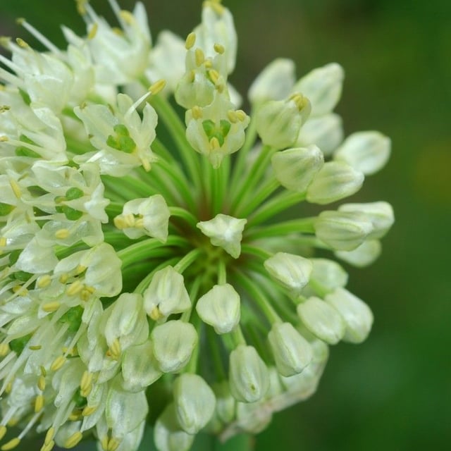 Allium victorialis — flower