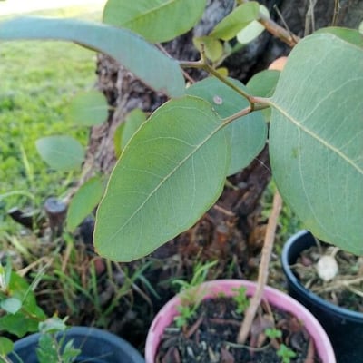 Eucalyptus polyanthemos — flower