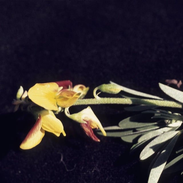 Crotalaria pumila — flower