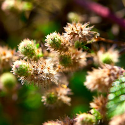 Trifolium squamosum — flower
