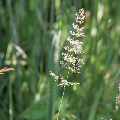 Agrostis gigantea — flower