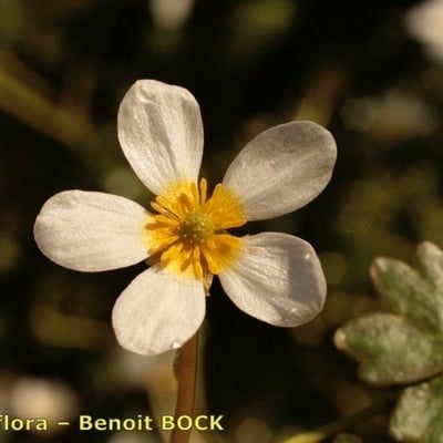 Ranunculus penicillatus — flower