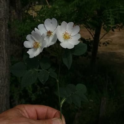 Rosa tomentosa — flower