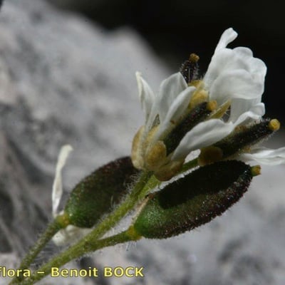 Draba dubia — flower