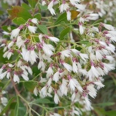 Baccharis halimifolia — flower