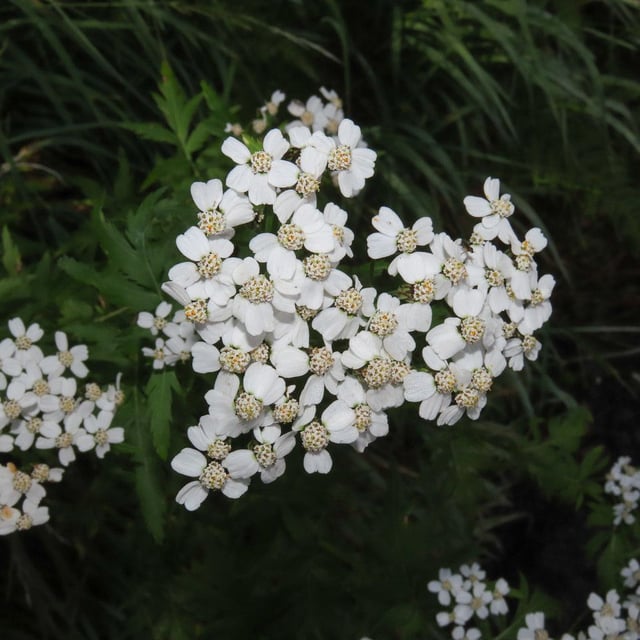 Achillea macrophylla — flower
