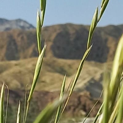 Thinopyrum junceum — leaf