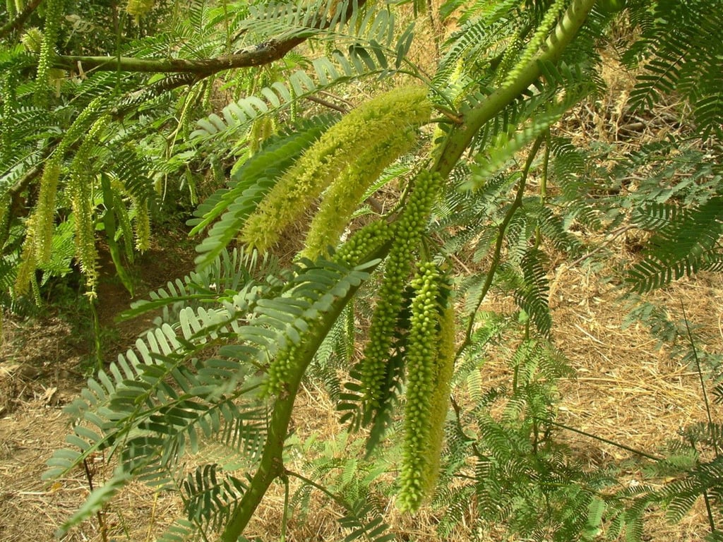 African mesquite
