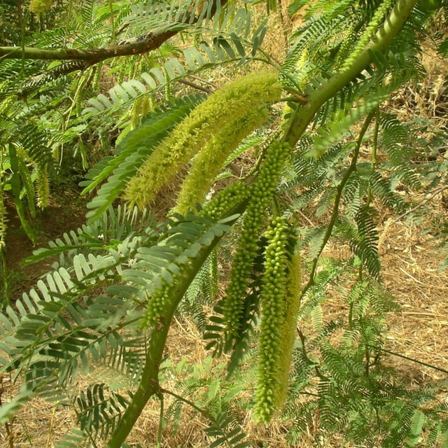 Prosopis africana — flower