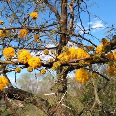 Vachellia caven — flower