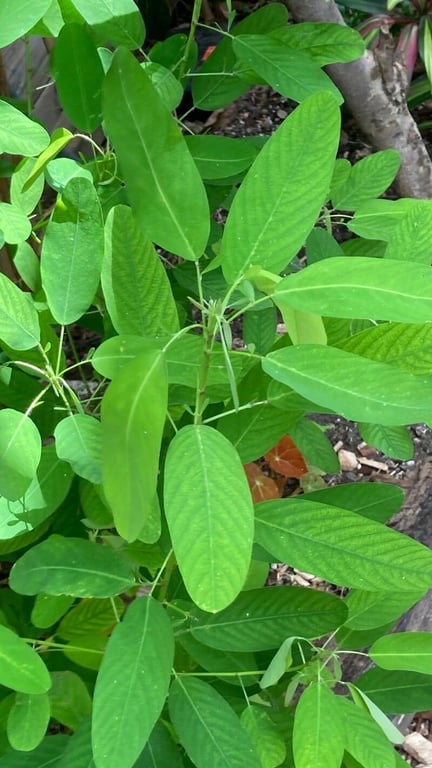 Semaphore-plant