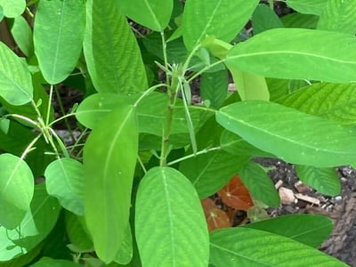 Semaphore-plant