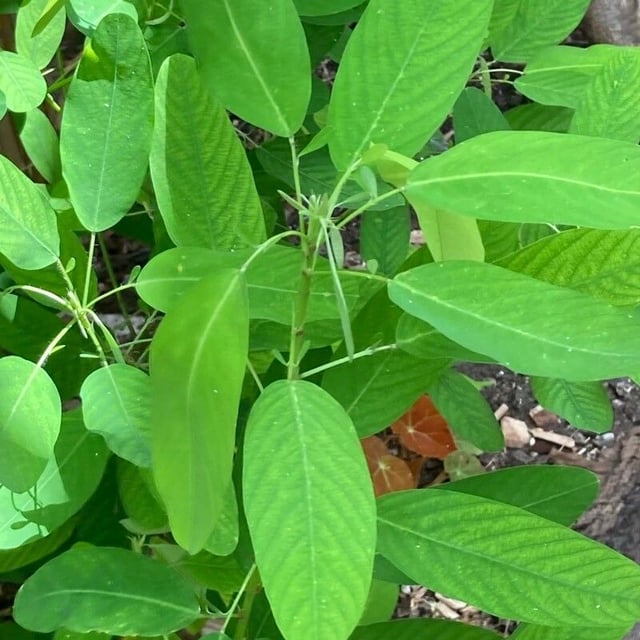 Semaphore-plant