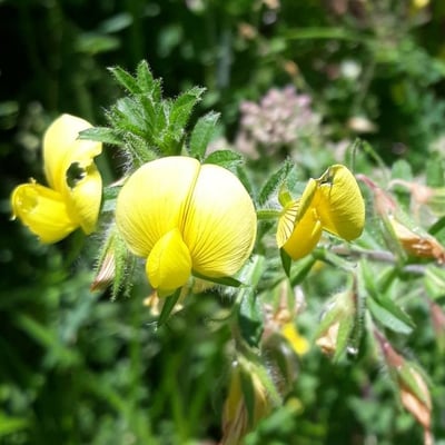 Ononis natrix — flower