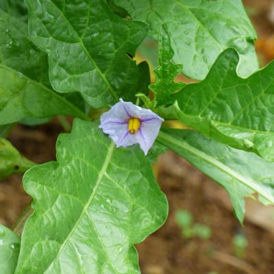 Solanum linnaeanum — flower