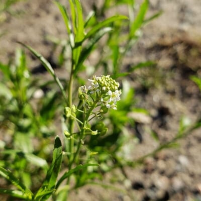 Lepidium virginicum — flower