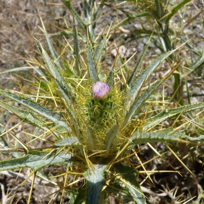 Picnomon acarna — flower