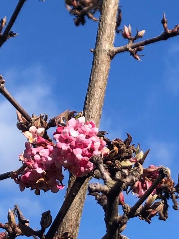 Calycine hawthorn