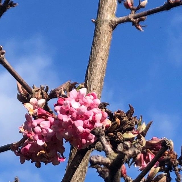 Crataegus rhipidophylla — flower