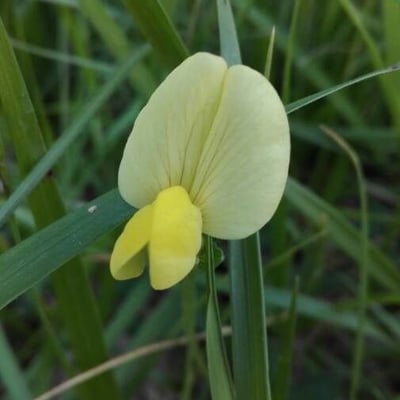 Lotus maritimus — flower