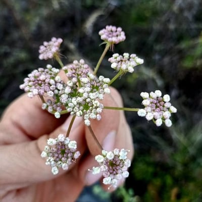 Peucedanum cervaria — flower