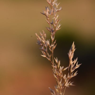 Agrostis canina — flower