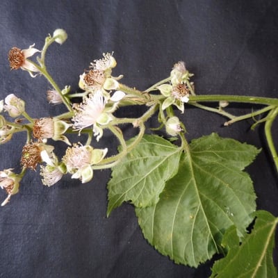 Rubus macrophyllus — flower