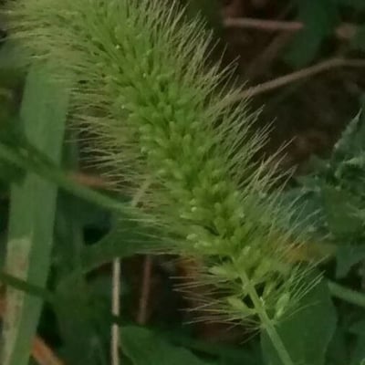 Setaria italica — flower