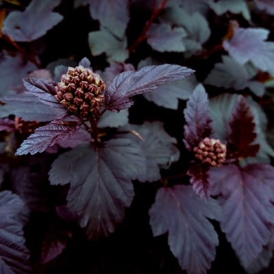 Physocarpus opulifolius — flower