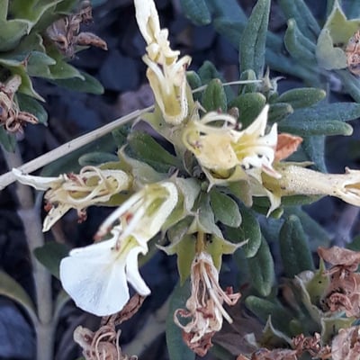 Teucrium montanum — flower