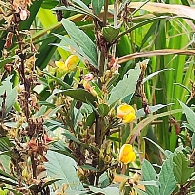 Cajanus cajan — flower
