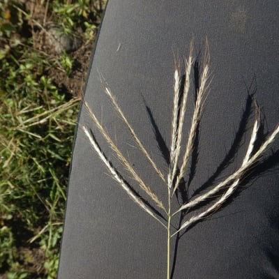 Dichanthium annulatum — flower
