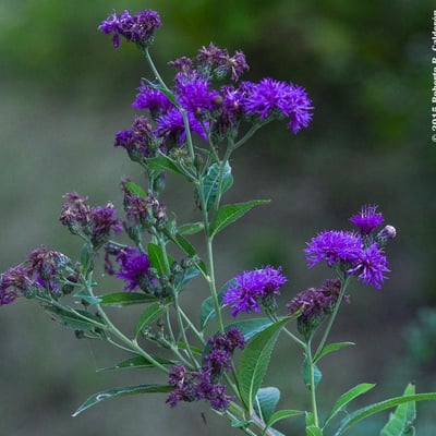 Vernonia baldwinii — flower