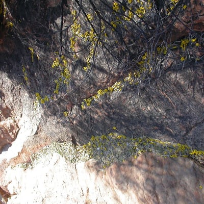 Acacia ligulata — flower