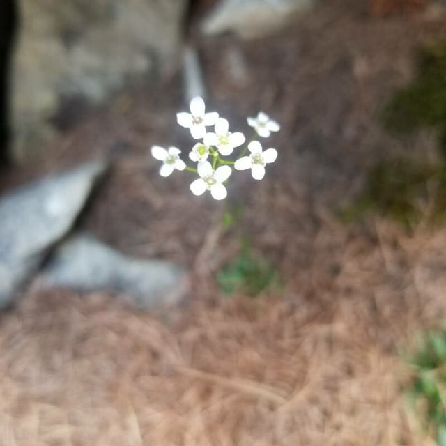 Kernera saxatilis — flower