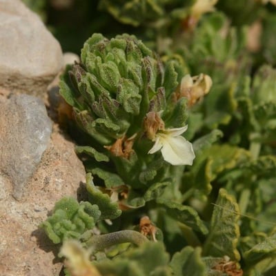 Teucrium buxifolium — flower