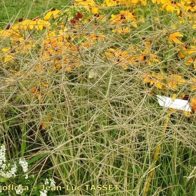 Chloris truncata — habit