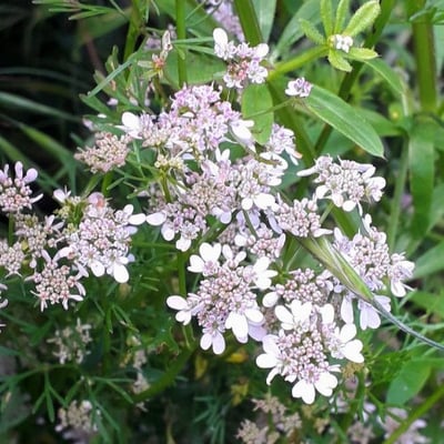 Coriandrum sativum — flower