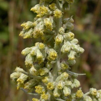 Artemisia douglasiana — flower